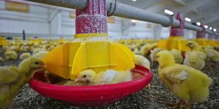 小鸡饲养。黄色动物在工厂的专用食槽中进食。现代养鸡场中的小鸡。特写镜头。农业。