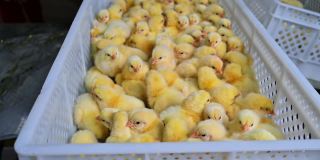 漂亮的毛绒绒的小鸡。养鸡场的塑料抽屉里有许多刚出生的黄色小鸡。鸡生产。