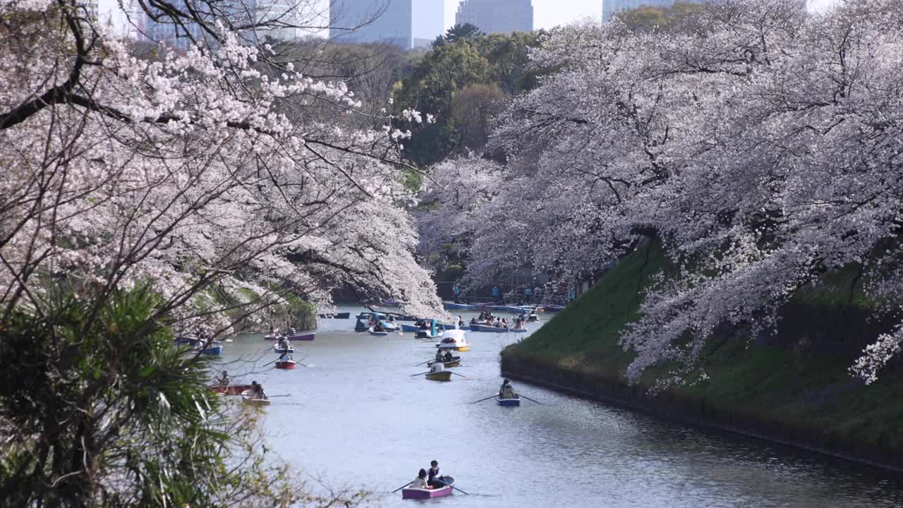 东京千鸟渊公园的樱花