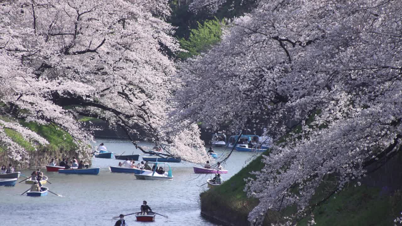 东京千鸟渊公园的樱花