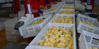 有趣的黄色小鸡在养鸡场的白色盒子里。家禽加工厂的许多抽屉里装着刚出生的小鸡。可爱的毛绒动物在塑料容器。