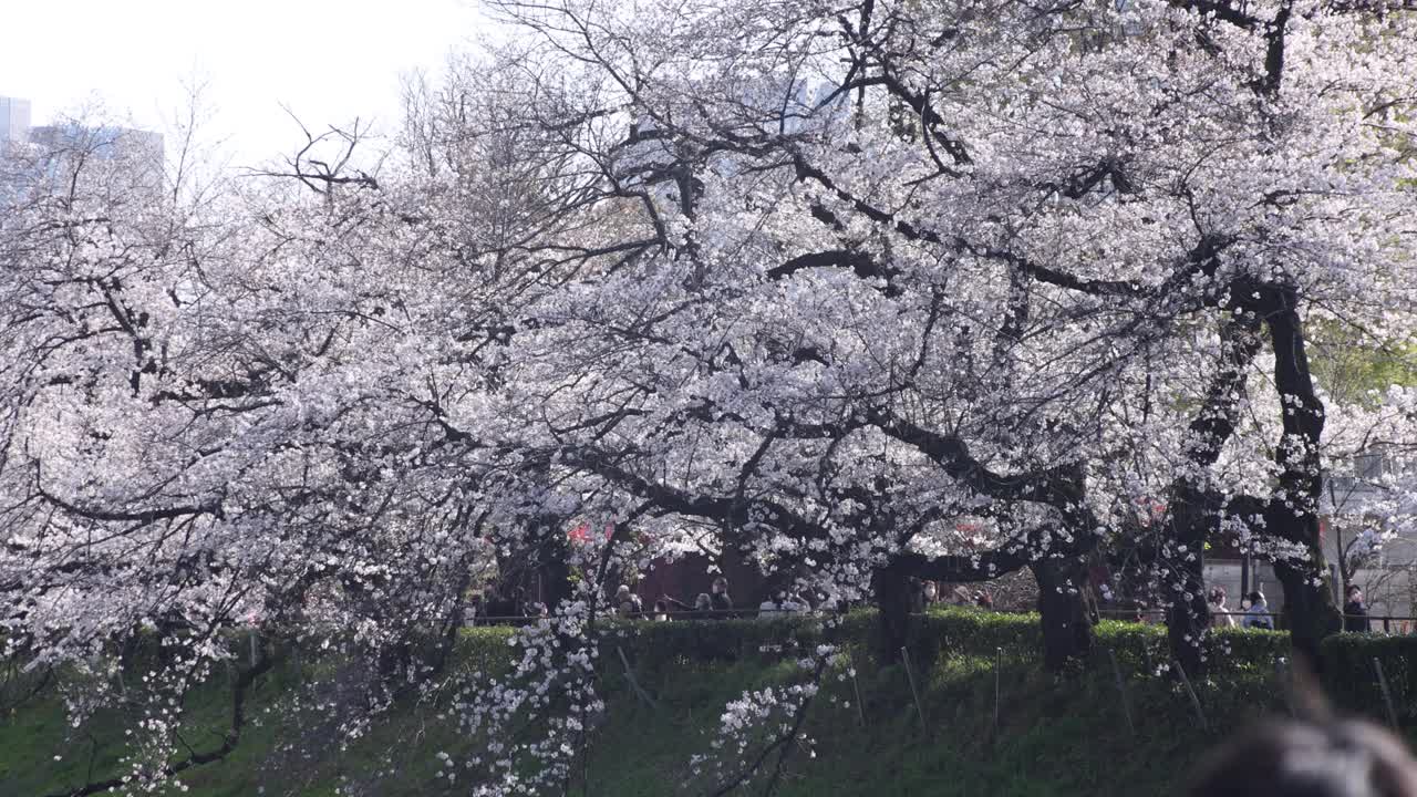 东京千鸟渊公园的樱花
