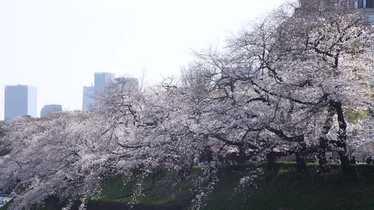 东京千鸟渊公园的樱花