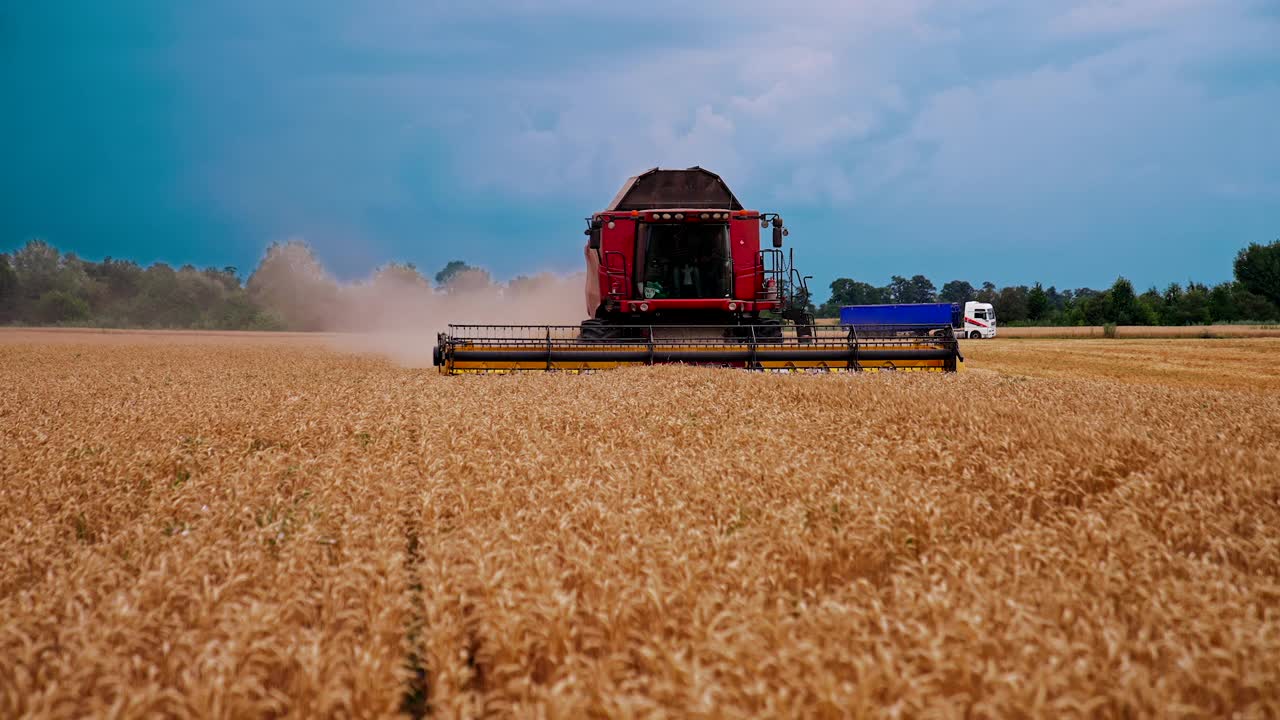 联合移动通过农村田地切割黄色的大麦秸秆。谷物收割机工作在田野采集小麦作物。农学或收获学的概念。前视图。
