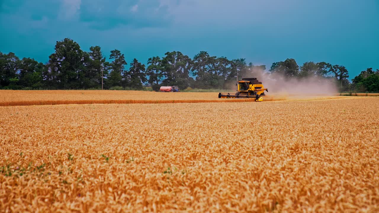 黄田在季节工。农机在蓝天下收割成熟的小麦小穗。夏天在旱地上工作的现代联合收割机。