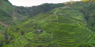 鸟瞰图的绿色新鲜茶或草莓农场，农业植物领域在亚洲。农村地区。农场的模式结构。自然景观背景。泰国清迈。