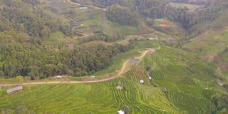 鸟瞰图的绿色新鲜茶或草莓农场，农业植物领域在亚洲。农村地区。农场的模式结构。自然景观背景。泰国清迈。