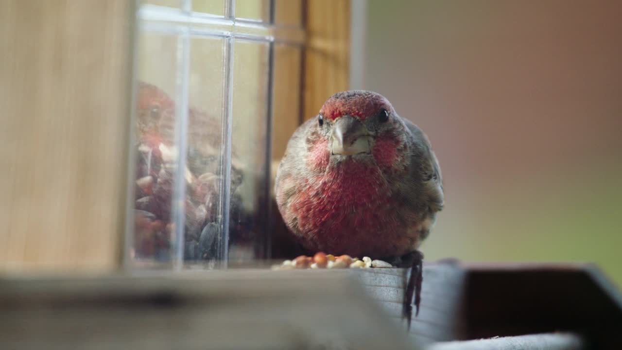 坐在喂鸟器上吃种子的家雀