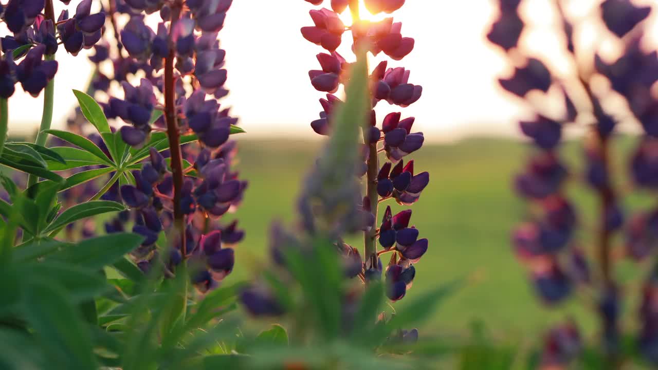 野生花的灌木羽扇豆在夏季牧场日落日出。羽扇豆，俗称露苹或羽扇豆，是豆科开花植物的一个属