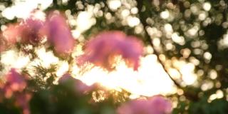 九重葛的花朵在花园里的灌木中灿烂地放射着阳光。