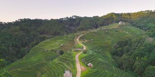 鸟瞰图的绿色新鲜茶或草莓农场，农业植物领域在亚洲。农村地区。农场的模式结构。自然景观背景。泰国清迈。