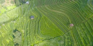 鸟瞰图的绿色新鲜茶或草莓农场，农业植物领域在亚洲。农村地区。农场的模式结构。自然景观背景。泰国清迈。