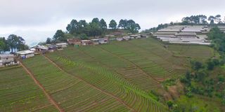 鸟瞰图的绿色新鲜茶或草莓农场，农业植物领域在亚洲。农村地区。农场的模式结构。自然景观背景。泰国清迈。