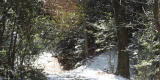 阳光明媚的冬天森林。昨天下的雪被风从树叶上吹落了