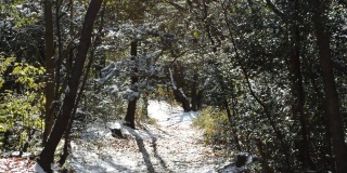 冬天的森林，昨天飘落的雪花在风中飞舞。