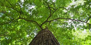 低角度拍摄的绿色树冠