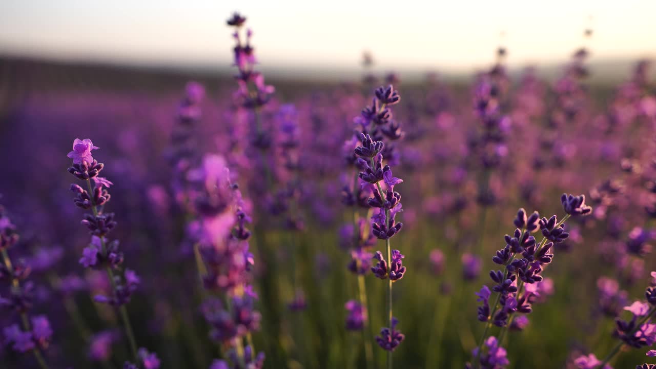 日落时在田野里盛开的薰衣草。普罗旺斯,法国。关闭了。有选择性的重点。薰衣草花春天的背景与美丽的紫色颜色和散景灯