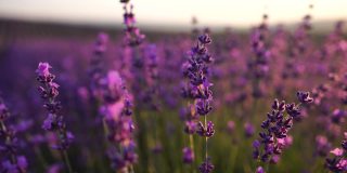 日落时在田野里盛开的薰衣草。普罗旺斯,法国。关闭了。有选择性的重点。薰衣草花春天的背景与美丽的紫色颜色和散景灯