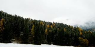 .Spruce雪森林。冬天美丽的自然背景