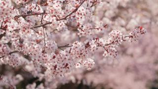 美丽的自然景观与杏树在阳光明媚的春天。视频素材模板下载