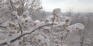 近景拍摄:新鲜的雪覆盖在一个脆弱的树枝上，上面开满了白色的花朵。