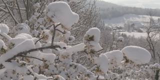 近景拍摄:结冰的雪堆积在开满鲜花的果树树冠上。