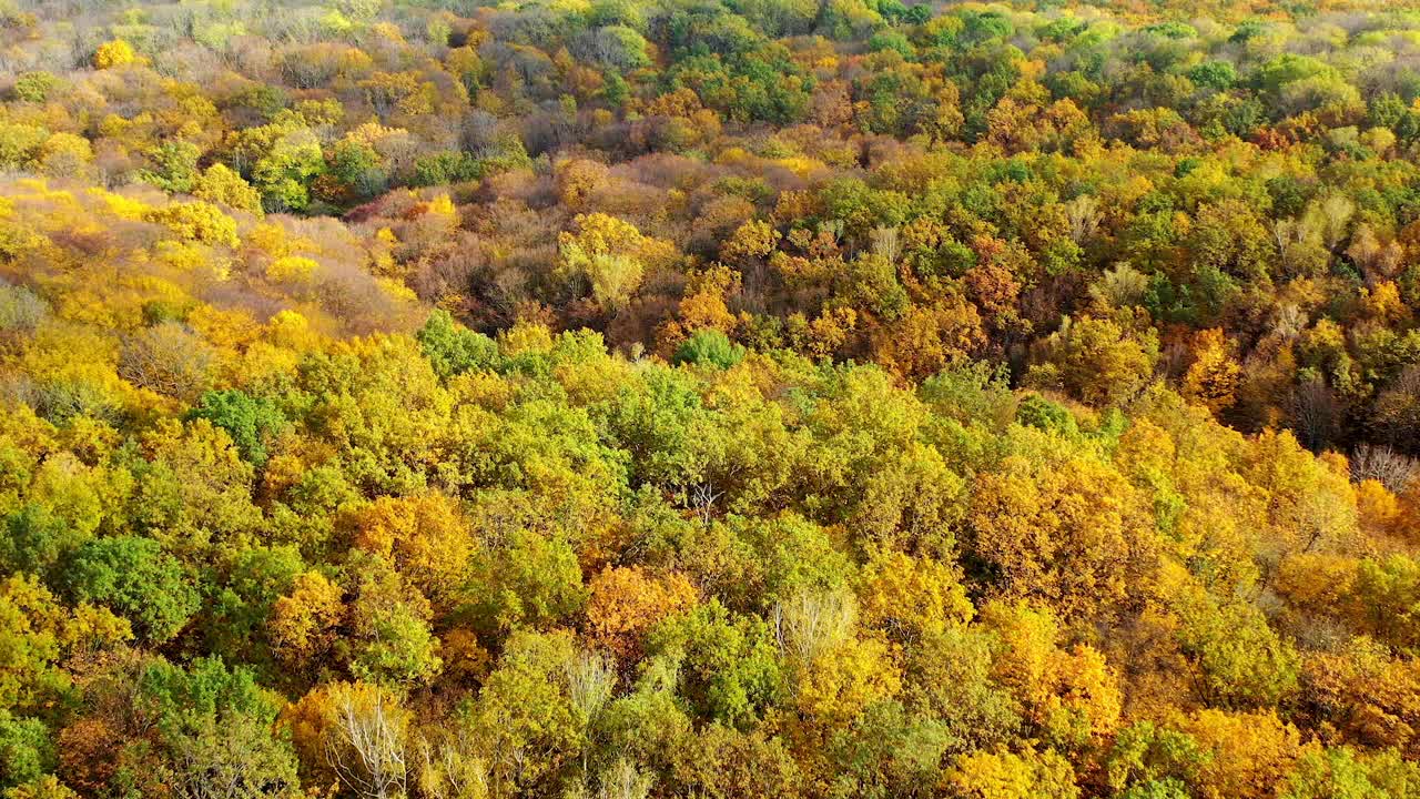 自然背景在秋天的色彩。秋天，树林里的树木呈现出美丽的景色。鸟瞰图。摄像机向右移动。