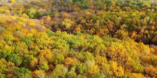 自然背景在秋天的色彩。秋天，树林里的树木呈现出美丽的景色。鸟瞰图。摄像机向右移动。