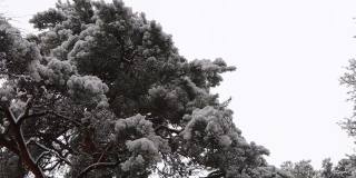 全高清视频很多雪在灌木上对天空的特写，微风吹