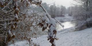 克雷姆斯河的灌木在冬天结了冰露珠