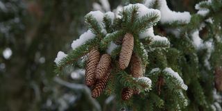 冬天的冷杉球果和积雪的冷杉树