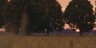 日落时分，一个家庭带着三个孩子在绿树成荫的乡间小路上骑单车