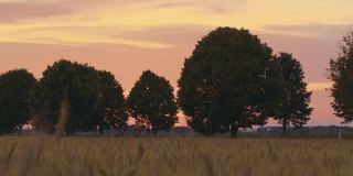 日落时分，一家人在绿树成荫的乡间小路上骑单车