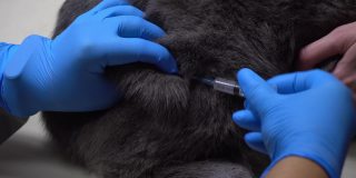 在猫的大腿上注射疫苗。兽医宠物护理。在兽医诊所为宠物接种疫苗。