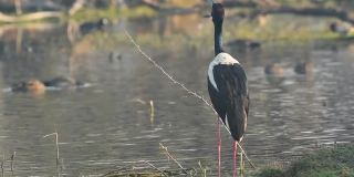 雌性黑颈鹳在野外或湿地的特写镜头，之后在keoladeo国家公园或印度拉贾斯坦邦的巴拉特普尔鸟类保护区飞行或离开