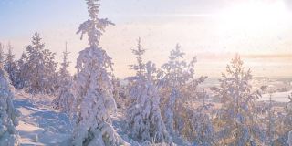 日出时美丽的冬季风景。雪中的云杉树枝。小雪。从山顶望去