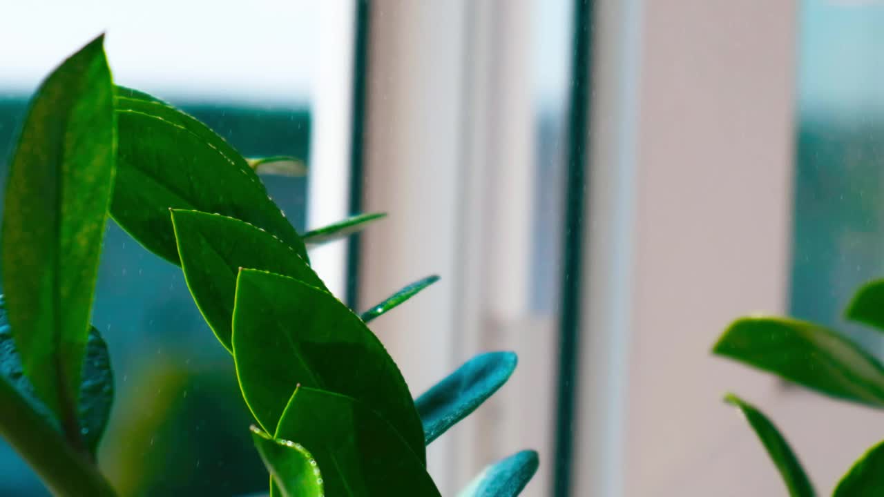 手正在浇水喷洒盆栽植物。女人在家里用喷雾瓶浇室内植物，在早上用手喷洒植物