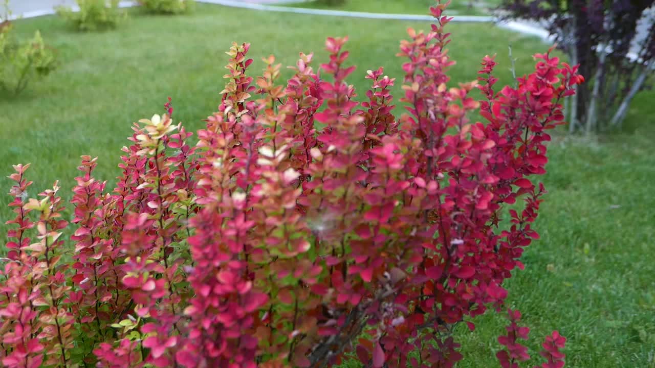 花园中美丽的粉红色和红色的小檗