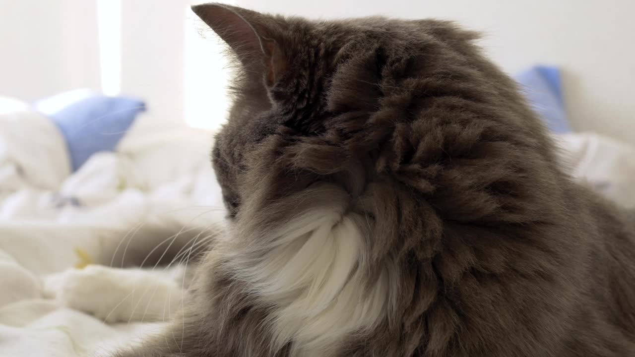 床上毛茸茸的灰猫的特写镜头。公寓里有只可爱的动物。猫的家庭生活理念。那只可爱的猫睡在女主人的床上