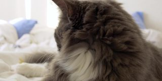床上毛茸茸的灰猫的特写镜头。公寓里有只可爱的动物。猫的家庭生活理念。那只可爱的猫睡在女主人的床上
