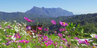 在泰国清迈的国家公园和土銮清道山的山丘上，五颜六色的花朵。旅游、度假中的自然景观。