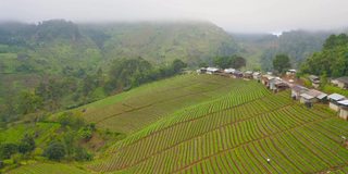 鸟瞰图的绿色新鲜茶或草莓农场，农业植物领域在亚洲。农村地区。农场的模式结构。自然景观背景。泰国清迈。