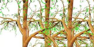 杉属植物三维绘制