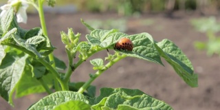 马铃薯丛上科罗拉多马铃薯甲虫幼虫的特写镜头。花园里的害虫防治。昆虫摧毁农作物。科罗拉多甲虫的幼虫-农业害虫。