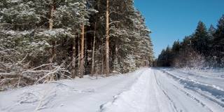 他的镜头沿着白雪覆盖的道路移动，在冬天的白桦林和绿色的松树