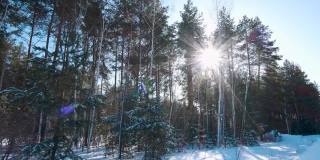 在白雪覆盖的森林里，有白桦树和青松，阳光明媚，天空湛蓝。