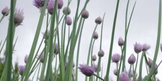 草地上点缀着美丽的紫色野洋葱花，相机缓慢的水平移动。