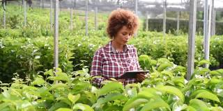 妇女用数码平板电脑种植植物