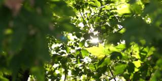 美丽的绿色充满活力的自然4k视频散景抽象背景。老树散焦的叶子，柔和的落日阳光透过树枝，微风吹过新鲜的树叶