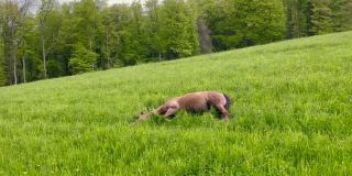 在田园诗般的乡间，披着棕色外衣的马在凉爽的草地上翻滚。